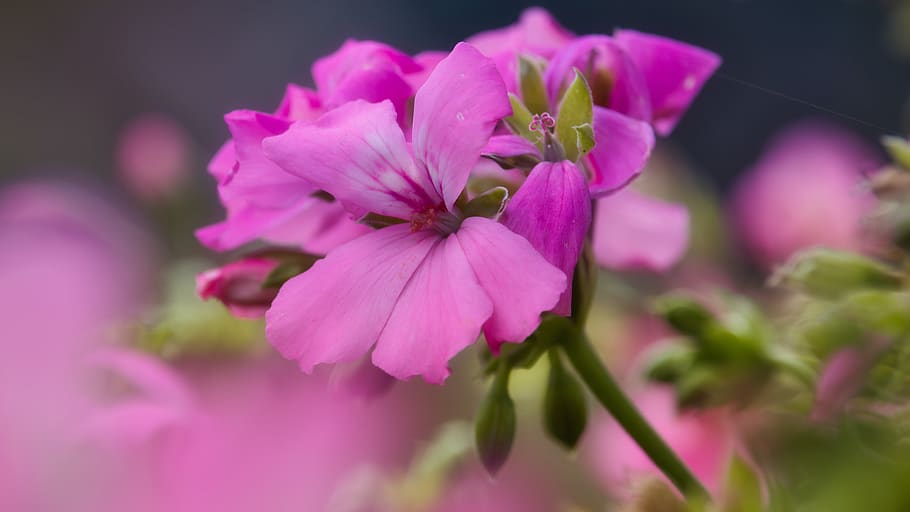 geranium, blossom, bloom, bright, romantic, pink, flowers, balcony plant HD wallpaper