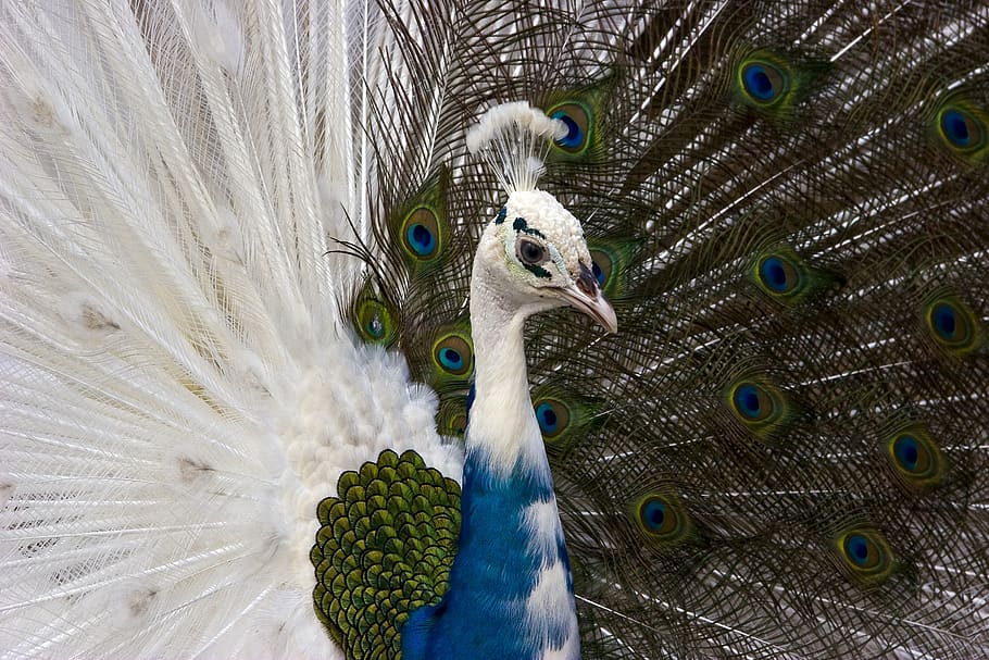 peacock, birds, animals, spring, wings, beautiful, animal themes HD wallpaper