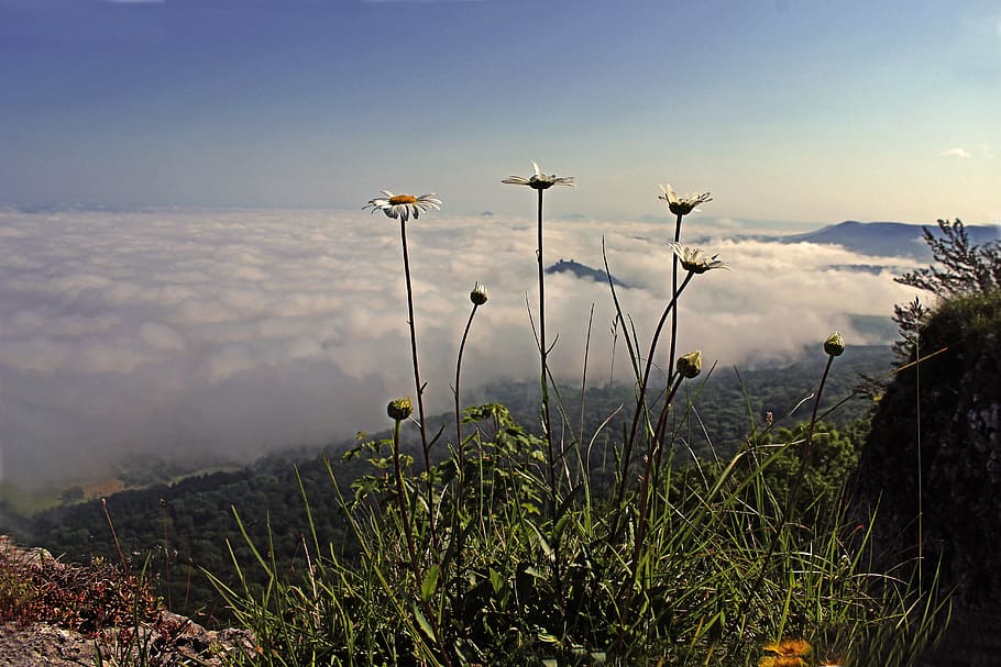 fog, mist, mountains, germany, plants, flowers, nature, growth HD wallpaper