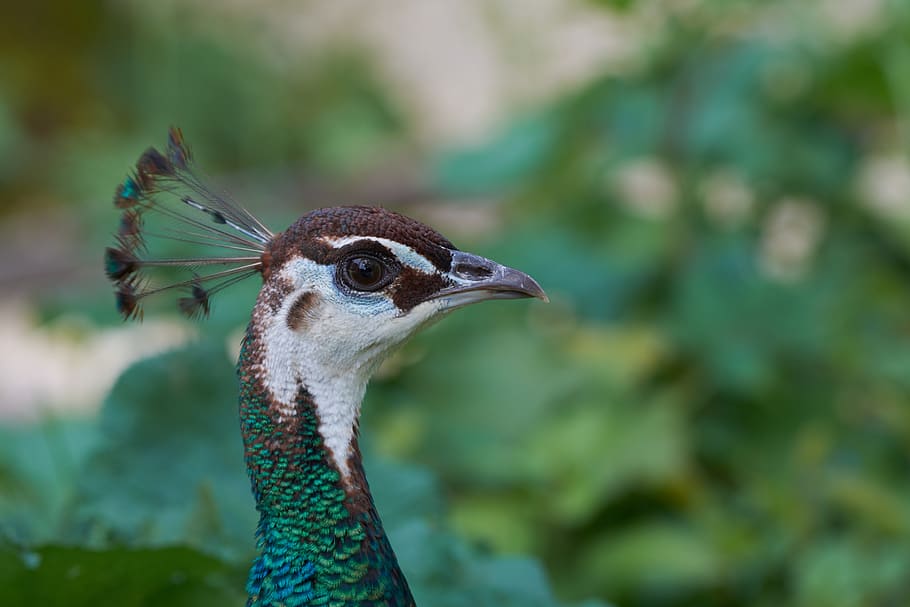 peacock, comb, pride, feather, bill, colorful, plumage, beautiful HD wallpaper