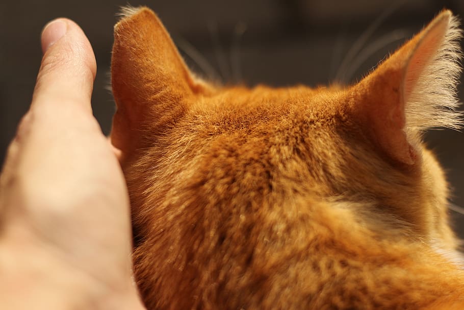 cat, back head, hand, touch, caring, mammal, one animal, animal themes HD wallpaper
