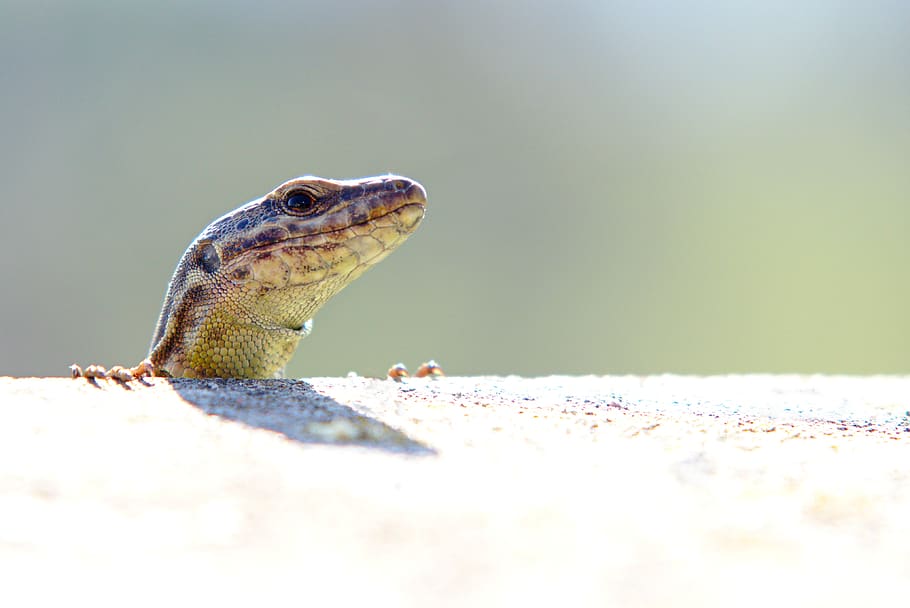 wall, lizard, reptile, stone, animal, cold blooded animals HD wallpaper