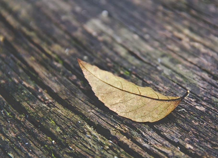 autumn leaf, fall, forest, season, alone, brown, plant part HD wallpaper