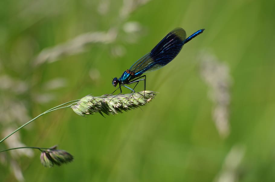 dragonfly, blue, insect, nature, close up, summer, flight insect HD wallpaper
