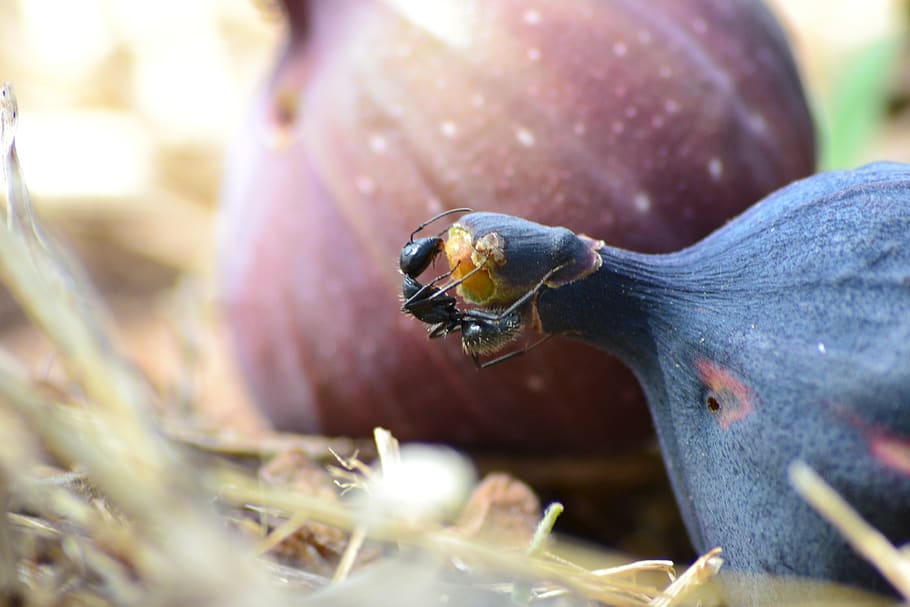 insects, fruit, fig tree, nature, animal wildlife, animals in the wild HD wallpaper