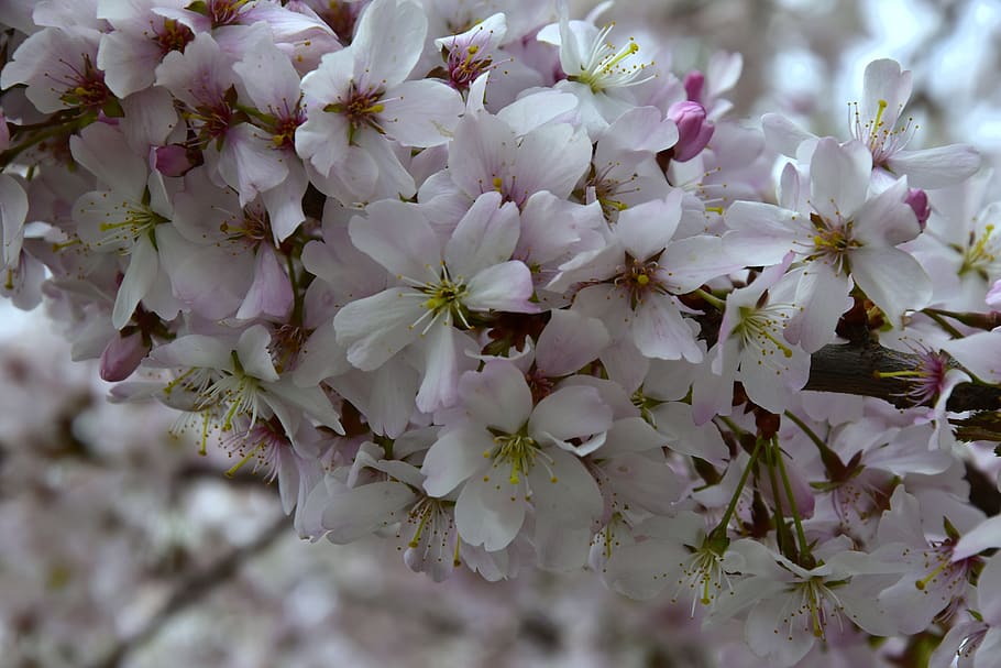 flower, flowering plant, fragility, vulnerability, beauty in nature HD wallpaper
