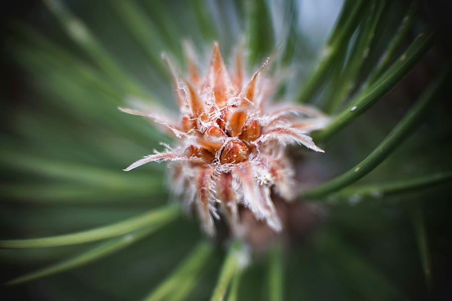 spruce, bud, cone, green, nature, macro, close-up, fragility HD wallpaper