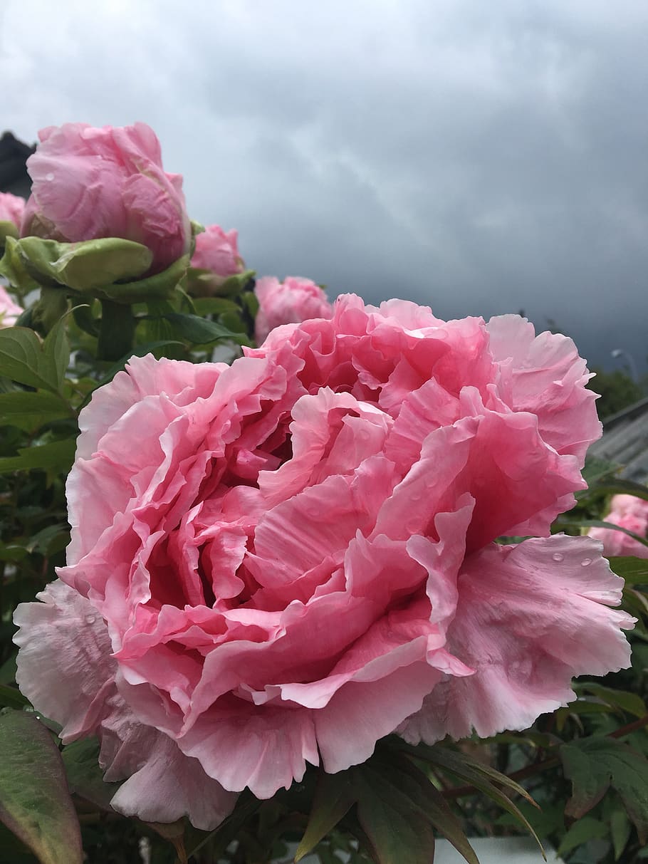 peony, flower, pink, pink color, beauty in nature, flowering plant HD wallpaper