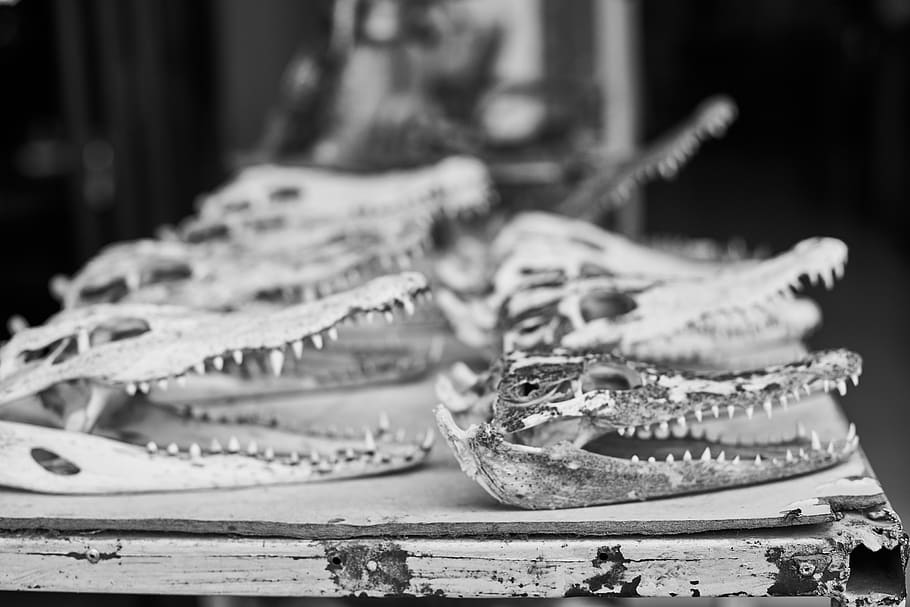 crocodile, ornament, gift, head, dental, wild, goods, cambodia HD wallpaper