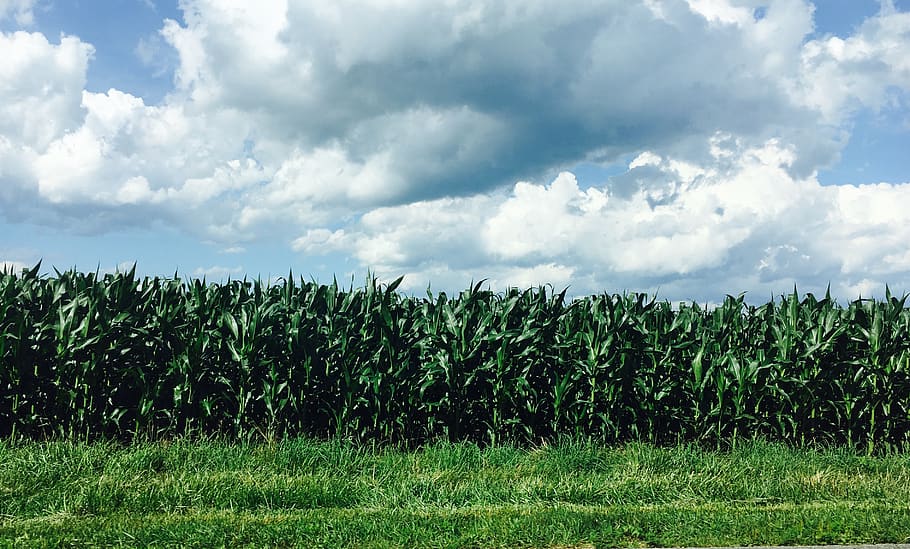 corn, summer, blue, greenery, cloud, grass, countryside, sun HD wallpaper