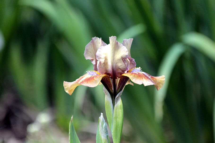 iris, flower, spring flowers, beautiful, nature, garden flowers HD wallpaper