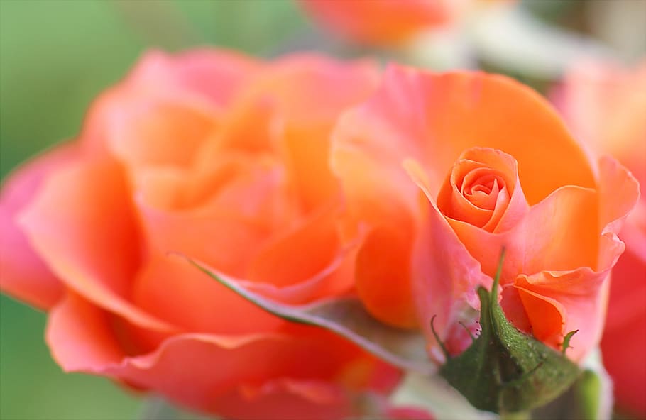 Orange and Pink Flower, bloom, blooming, blossom, blurred background HD wallpaper