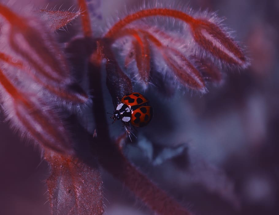 ladybug, nature, insect, animal wildlife, invertebrate, animals in the wild HD wallpaper