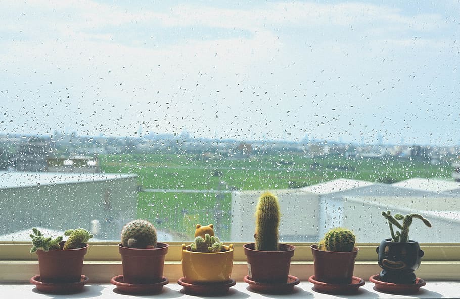 taiwan, plant, window, wet, water, transparent, potted plant HD wallpaper