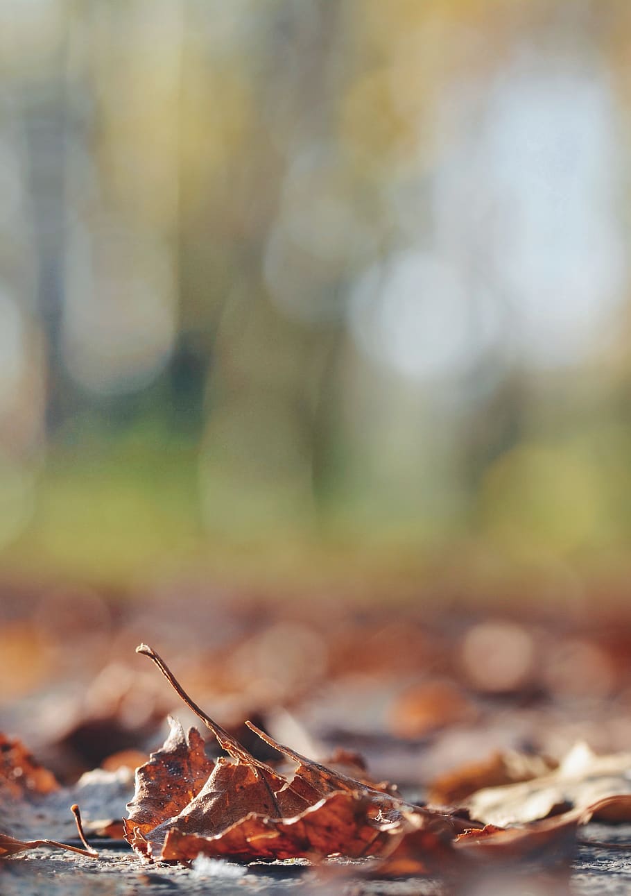 selective focus of dried leaf l, plant part, autumn, dry, change HD wallpaper