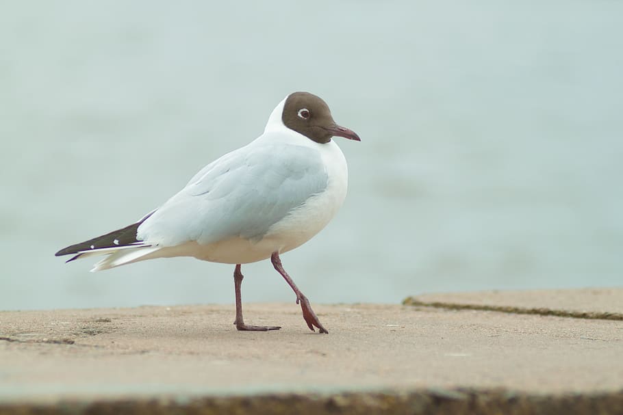 seagull, bird, nature, animal, animal themes, one animal, vertebrate, HD wallpaper