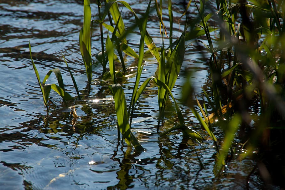 Rivers plants. Трава в воде. Прошлогодняя трава в воде. Ест траву в озере. Висла растение.