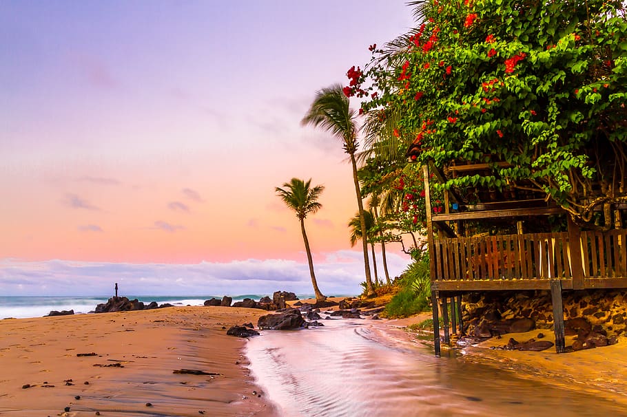Green Coconut Trees On Seashore, beach, sand, tropical, water HD wallpaper