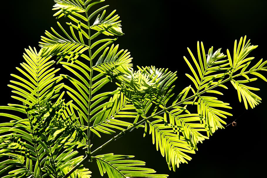 green, forest, tree, shadow, light, growth, plant, green color HD wallpaper