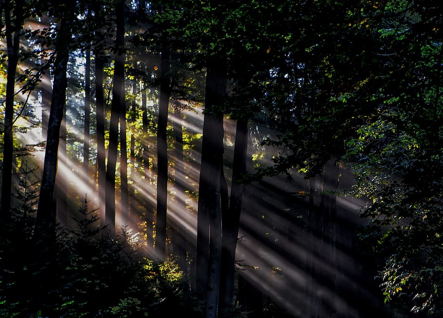 green, grass, trees, plant, nature, sunshine, sunlight, sunrise HD wallpaper