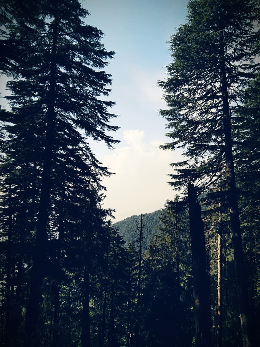 Pine Trees, forest, nature, scenic, woods, plant, sky, growth HD wallpaper
