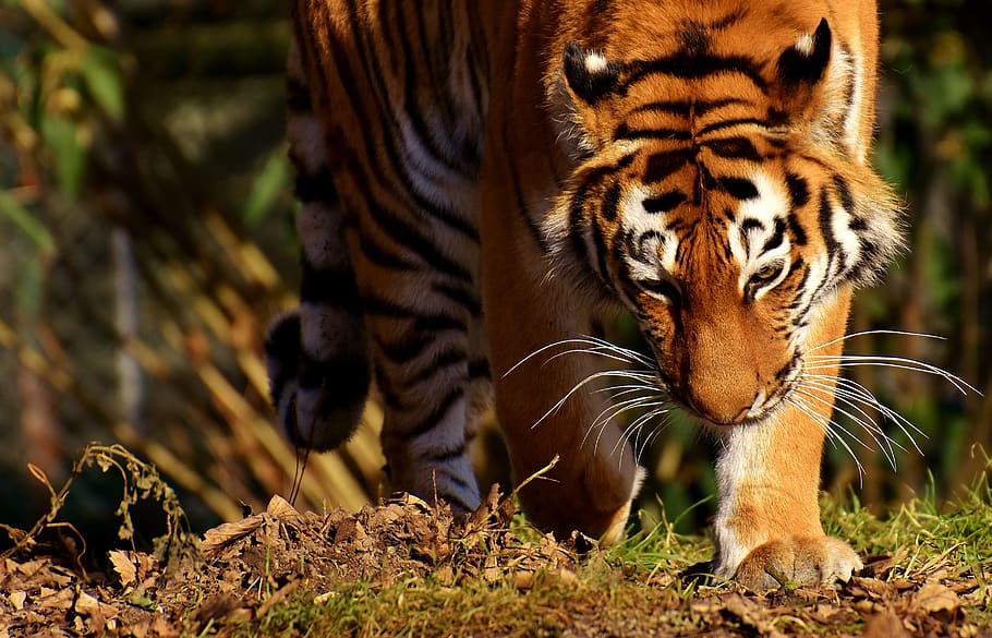 tiger, big cat, predator, wildcat, dangerous, zoo, animals HD wallpaper