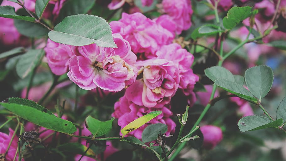 bolivia, pink, nature, green, flower, plant, flowering plant HD wallpaper