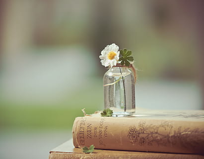 flower, book, read, flowers, books, romantic, old, antique HD wallpaper