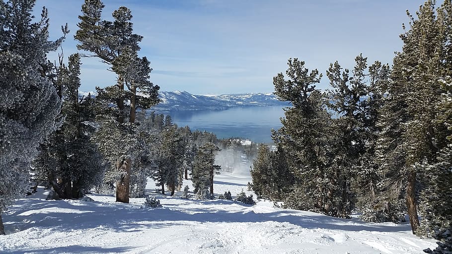 snow, winter, cold, wood, tree, lake tahoe, cold temperature HD wallpaper