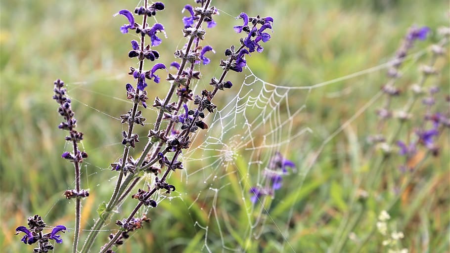 meadow sage, spider net, cobweb, morning, water drops, wet HD wallpaper