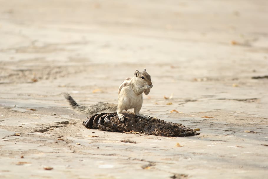 squirrel, animal, nature, tail, small, nut, outside, food, one animal HD wallpaper