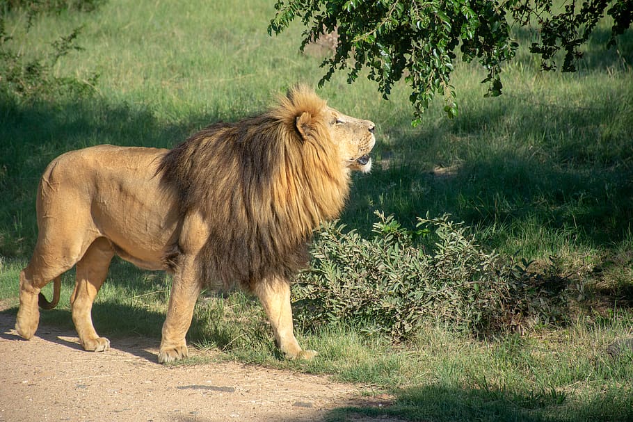 brown lion under green tree, animal themes, mammal, one animal HD wallpaper