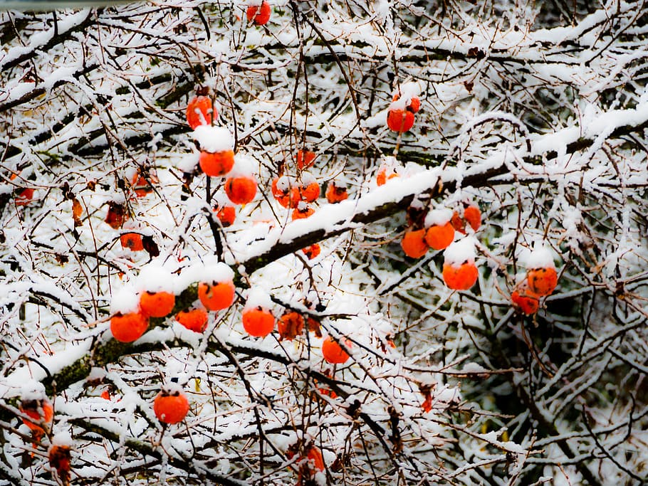 snow, tree, branch, persimmon, fruit, white, plant, orange color HD wallpaper