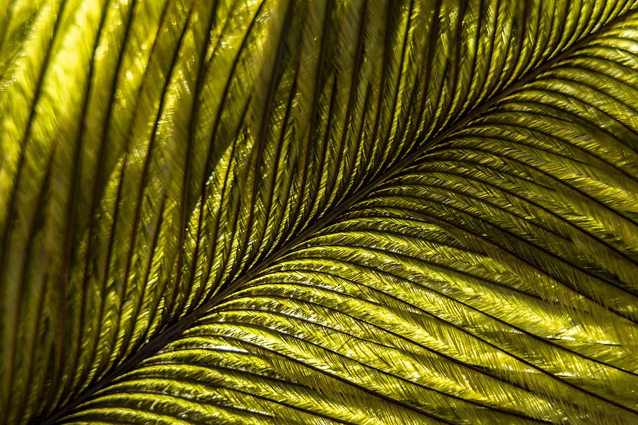 feather, macro, bird, plumage, nature, structure, fluffy, green HD wallpaper