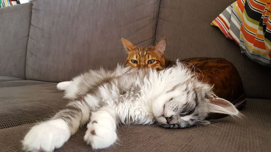 sleep, cats, haley, omar, pets, domestic, domestic animals HD wallpaper