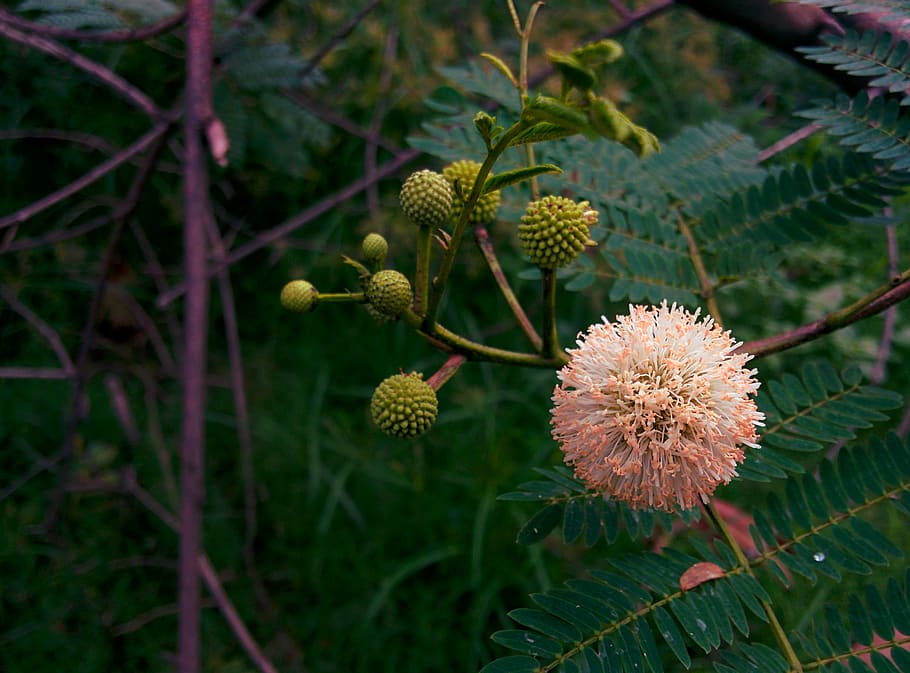 forest, seed, flower, flora, trees, nature, growth, plant, focus on foreground HD wallpaper