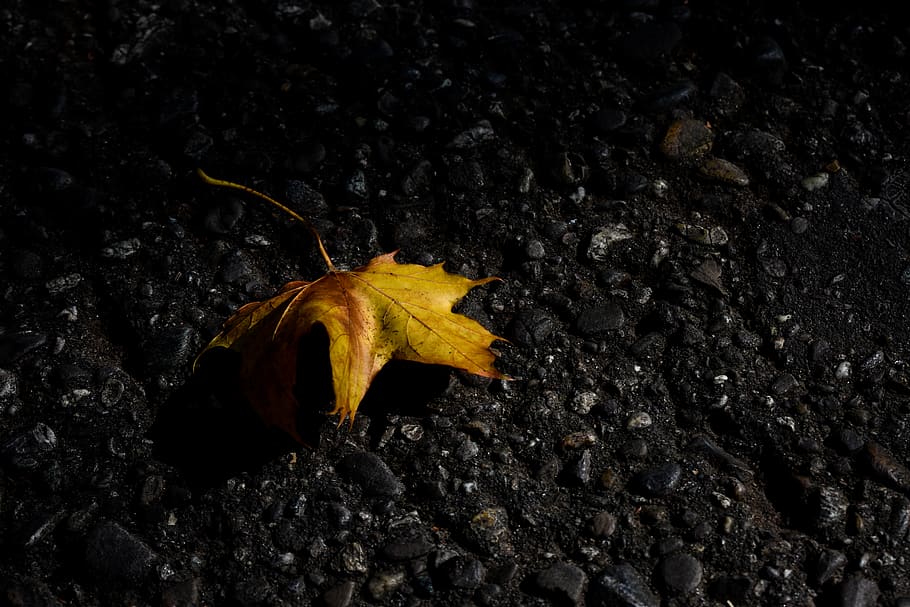 germany, nürtingen, nature, leaf, autumn, plant part, dry HD wallpaper