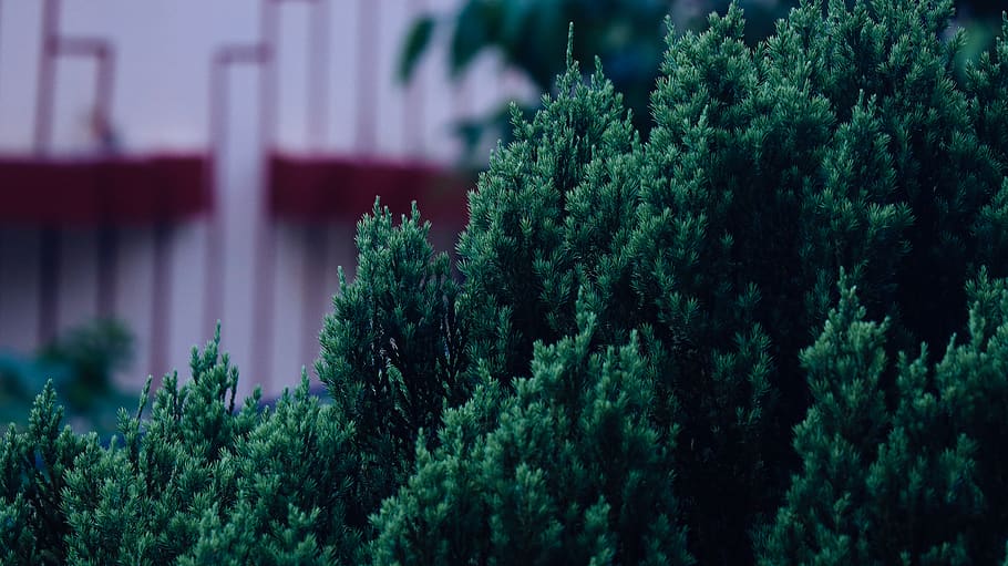 india, mandla, mountains, focus, evening, green, nature, leaves HD wallpaper