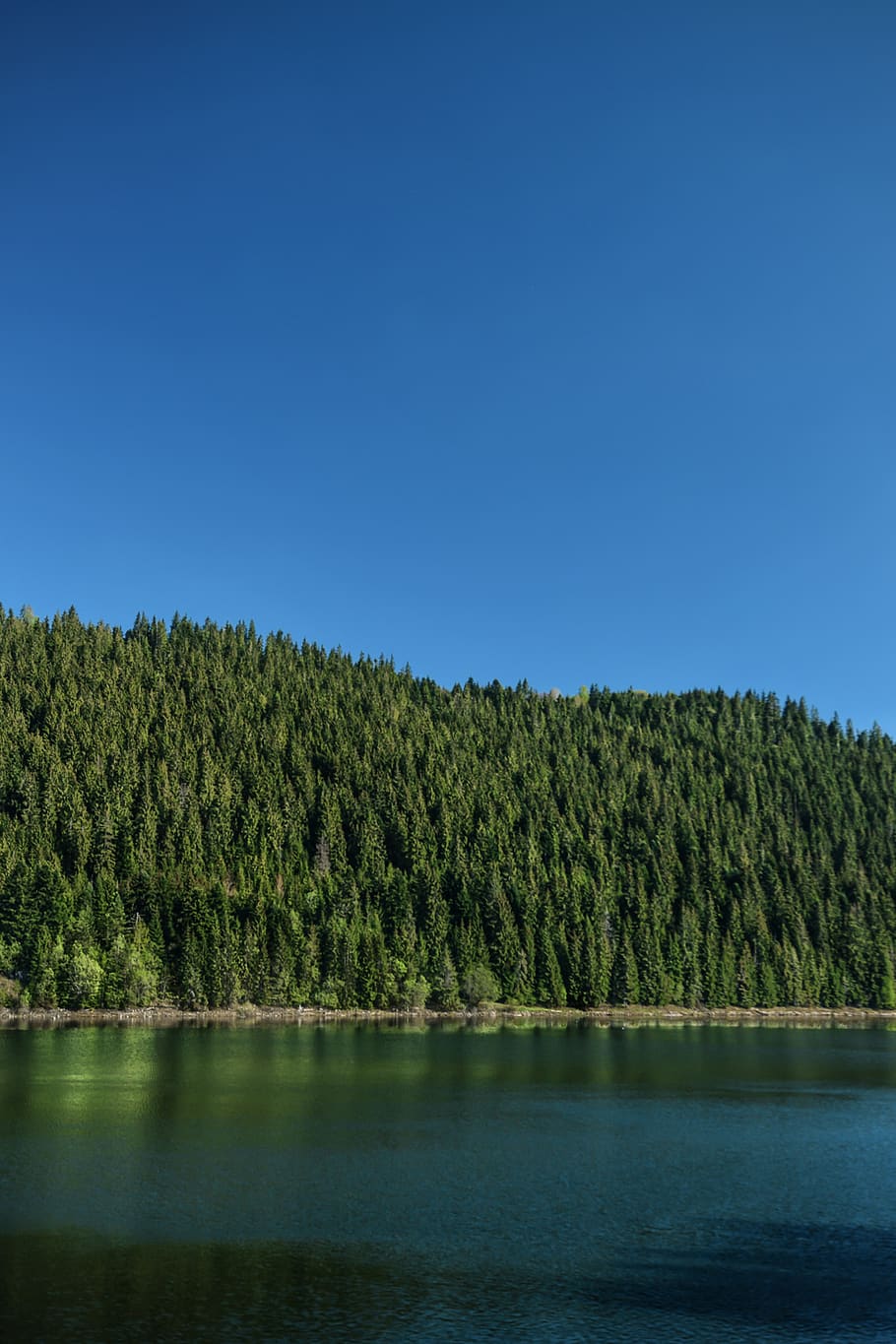 trees, lake, forest, sky, water, landscape, plant, beauty in nature HD wallpaper