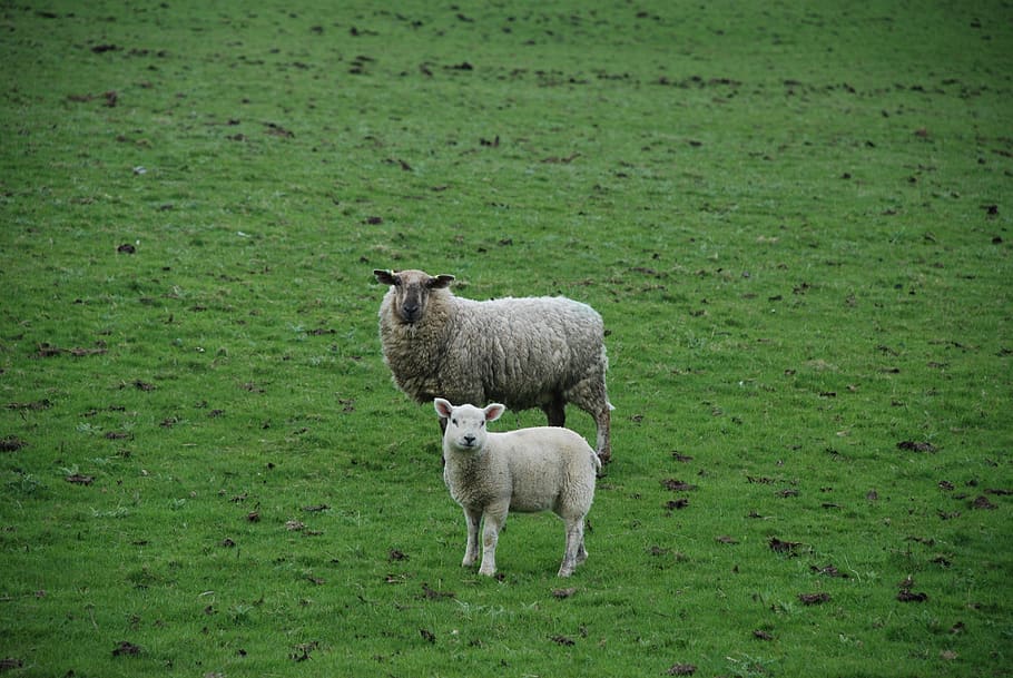 sheep, lamb, field, mammal, animal themes, livestock, domestic animals HD wallpaper
