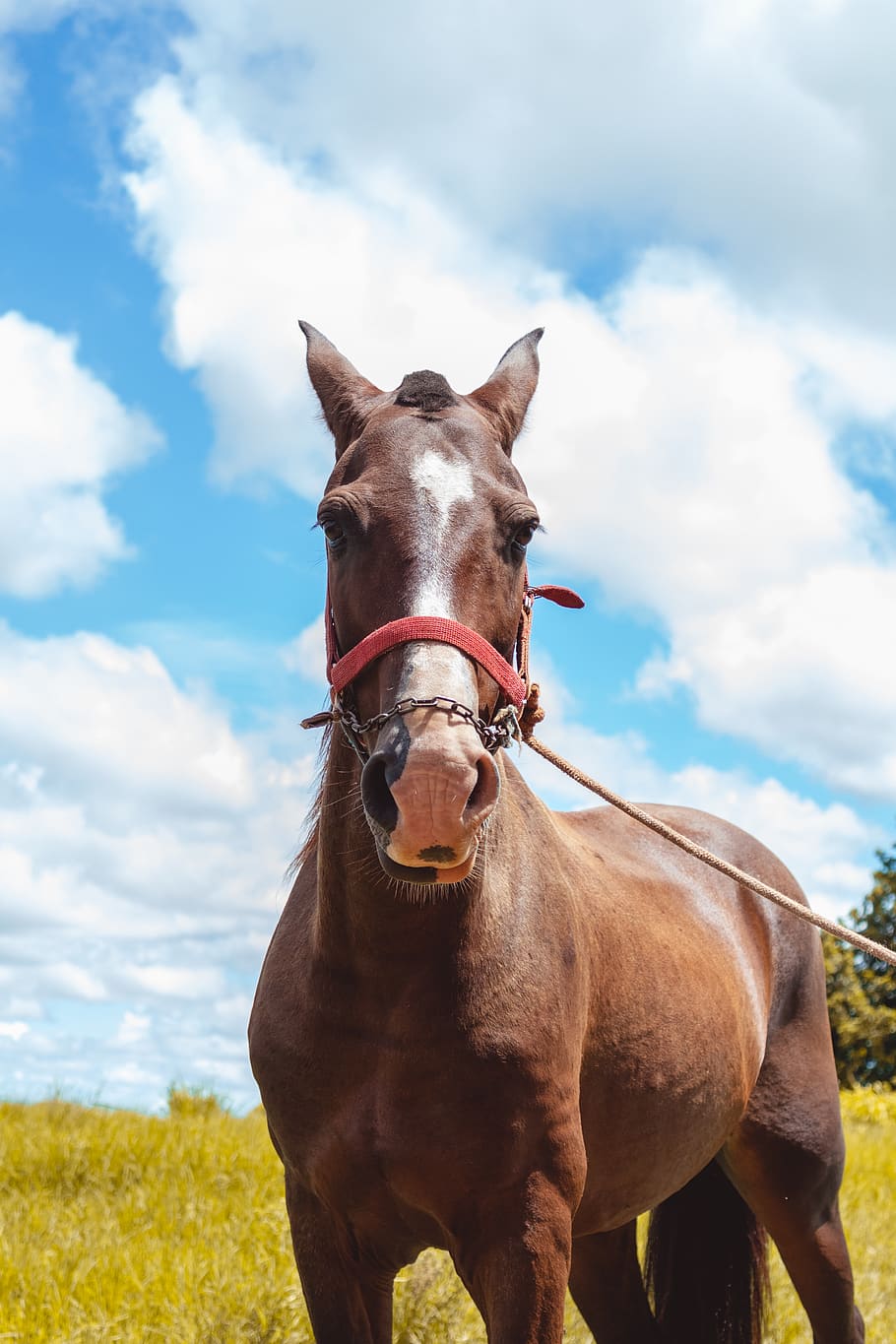 brown horse in front view, animal, mammal, outdoors, nature, colt horse HD wallpaper
