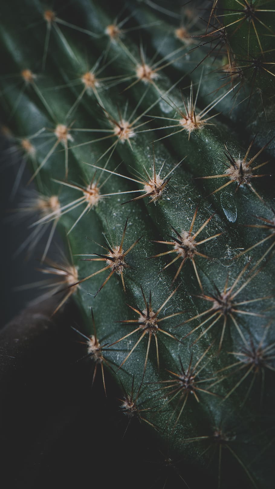 cactus plant, growth, close-up, beauty in nature, succulent plant HD wallpaper
