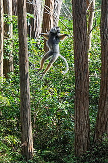 gray lemur near tree, nature, vegetation, flora, land, plant HD wallpaper