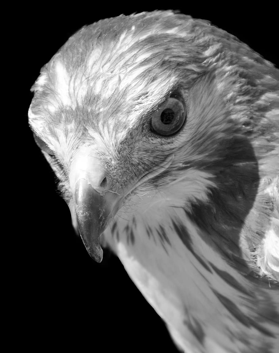 raptor, buzzard, look, bird, feathers, wild, wild birds, œil HD wallpaper