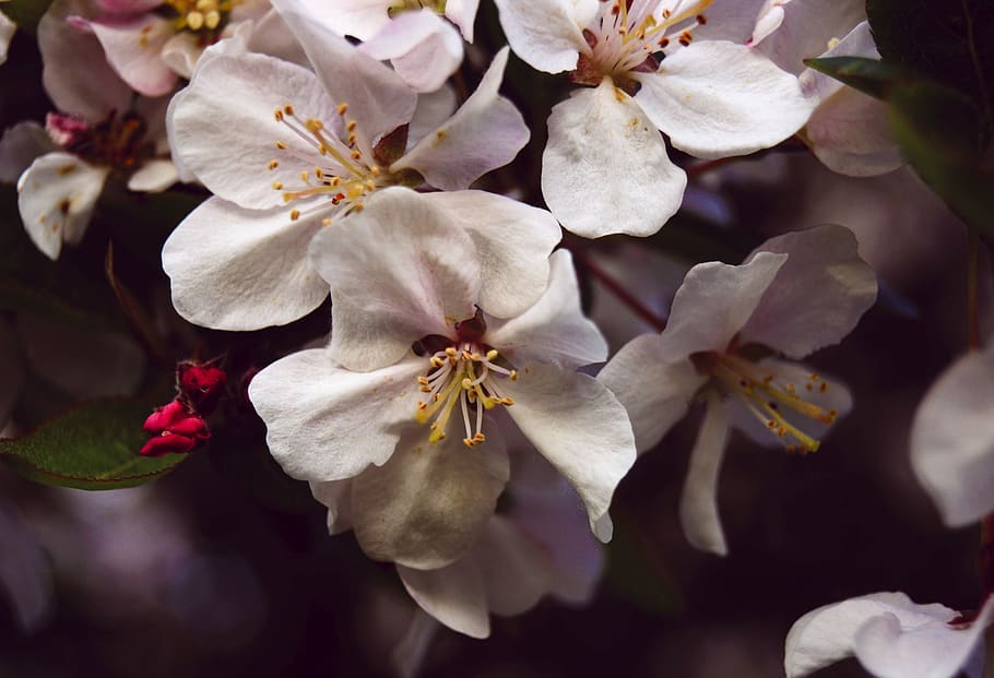leaf, blossom, apple, petal, flower, white, flowering plant HD wallpaper