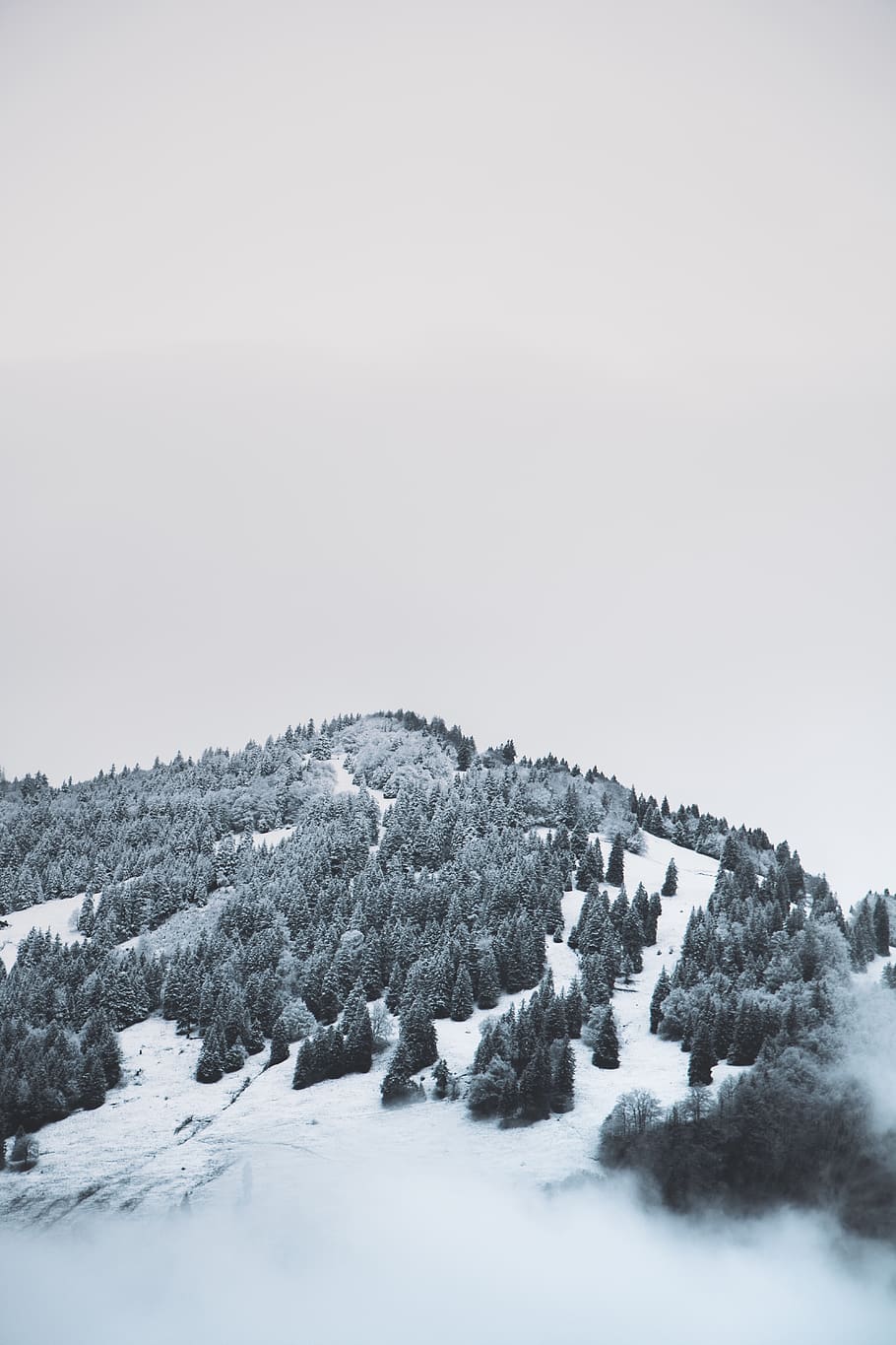 Grayscale, plant, tree, fir, abies, nature, germany, outdoors HD wallpaper