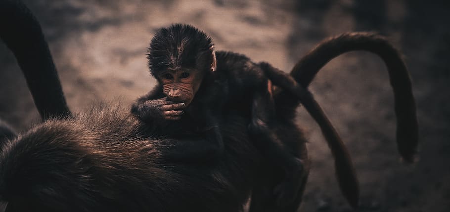 primate, mammal, animal wildlife, animals in the wild, focus on foreground HD wallpaper