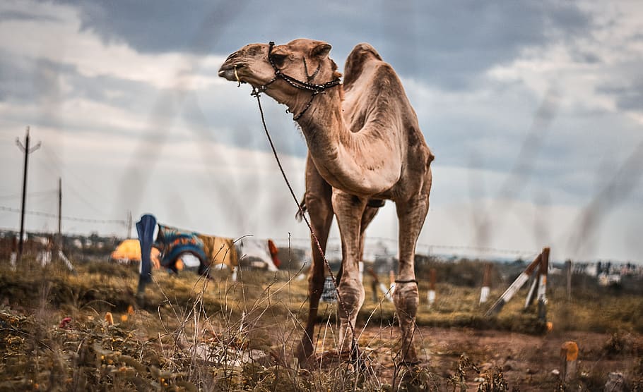 camel, india, animal, animal themes, mammal, domestic animals HD wallpaper