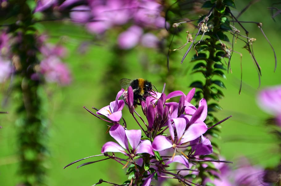 bee, flower, insect, plant, nectar, pollen, honey bee, flowering plant HD wallpaper