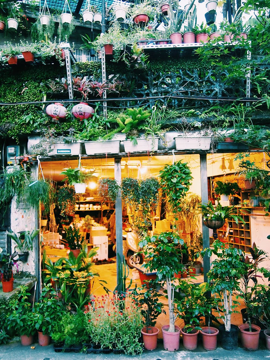 taiwan, jioufen, plants, flowers, trees, jiufen, nature, green, HD wallpaper